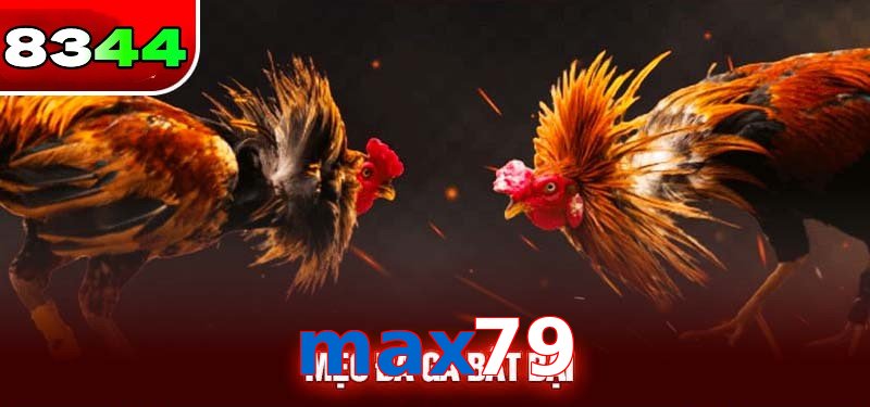 Đá gà max79 có sức hấp dẫn